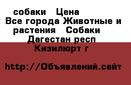 собаки › Цена ­ 2 500 - Все города Животные и растения » Собаки   . Дагестан респ.,Кизилюрт г.